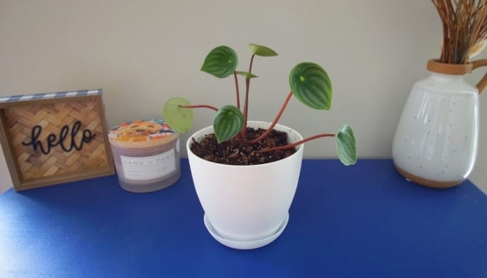 A watermelon peperomia plant in a white pot on a blue table.