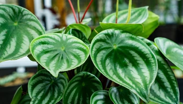 A healthy watermelon Peperomia with several flower spikes.