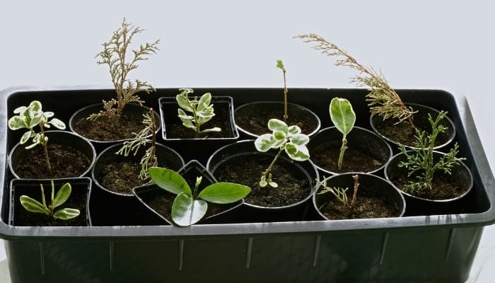 A variety of small plant cuttings growing in individual pots in a large black plastic tub.