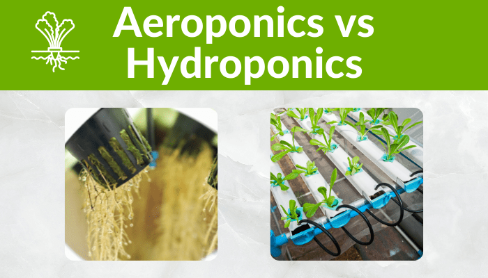 Aeroponics vs Hydroponics