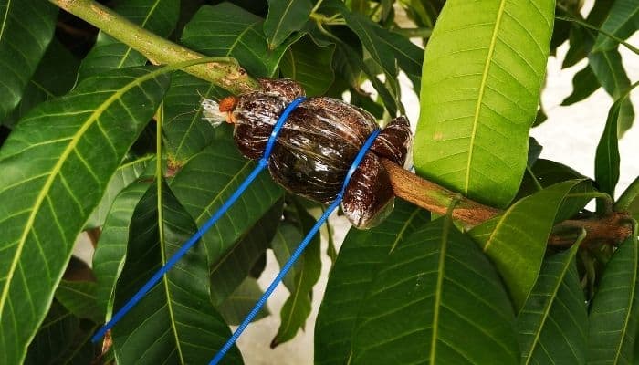 Air layering held in place on a mango tree with blue zip ties.