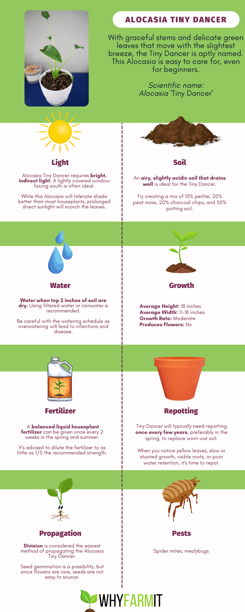 Graphic outlining care of Alocasia Tiny Dancer