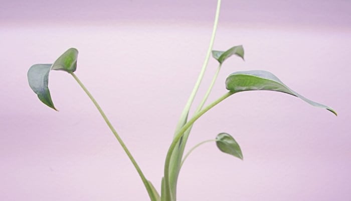 Several Alocasia Tiny Dancer leaves under the lights of a grow light.