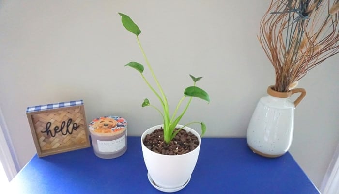 An Alocasia Tiny Dancer plant in a white pot on a blue table.