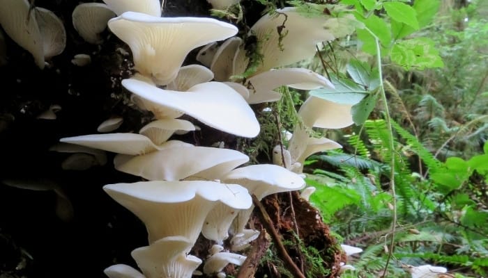 Angel wing mushrooms growing on the side of a tree.