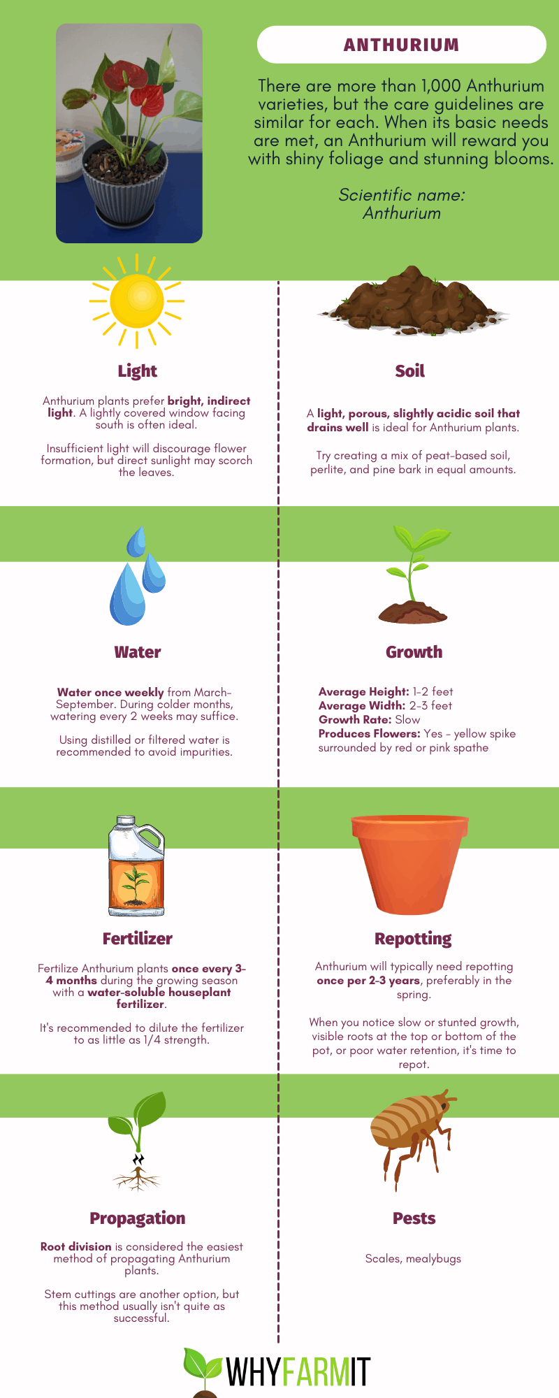 Graphic outlining care of Anthurium plants