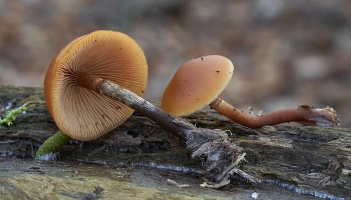 Two autumn skullcap mushrooms lying on a fallen tree.