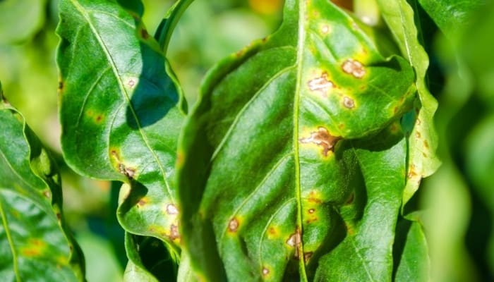 A pepper plant showing signs of bacterial leaf spot.