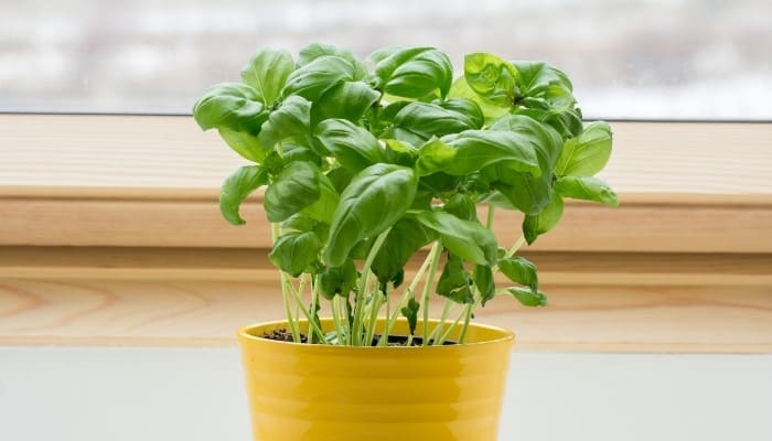 A basil plant in a yellow pot growing by a window.