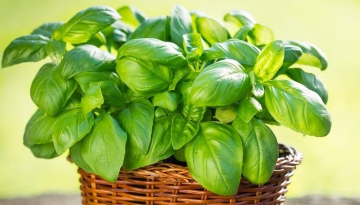 A healthy basil plant in a pretty wicker planting container.