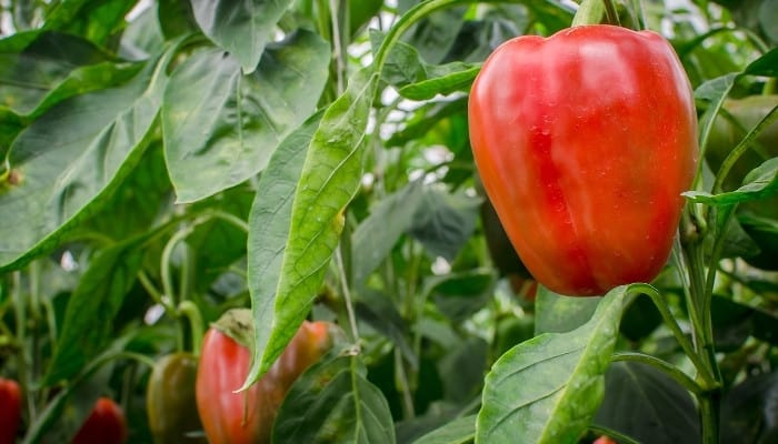 Several bell peppers growing on healthy plants in an aquaponic greenhouse.