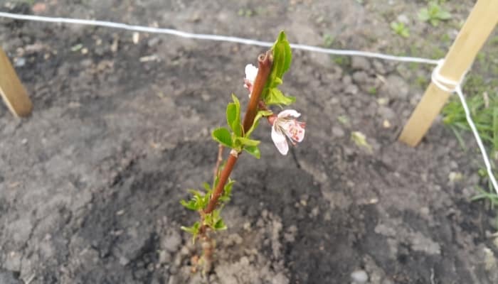 Blossoming Apple Tree Cutting