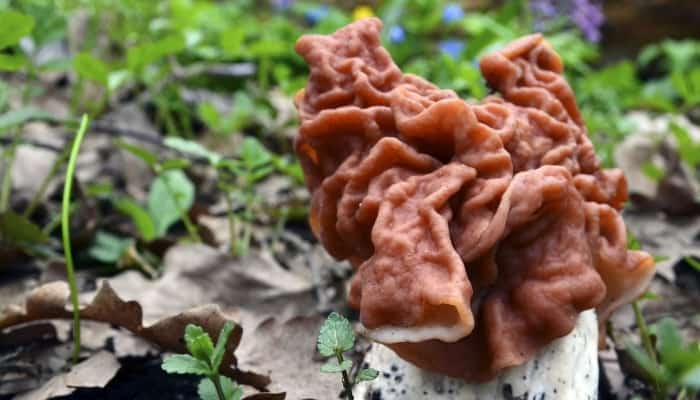 A brain mushroom, also called false morel, growing in the woods.