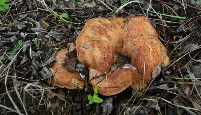 A brown, or common, roll-rim mushroom in the woods.