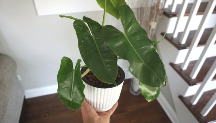 Burle Marx Philodendron in Semi Hydro Pot