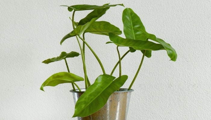 A young Burle Marx Philodendron in a shiny pot on a table with a gray wall in the background.