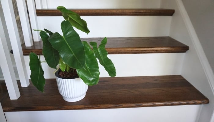 Burle Marx Philodendron on Stairs