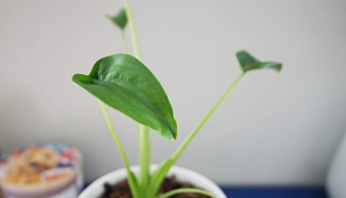 A close-up look at a single Alocasia Tiny Dancer leaf.