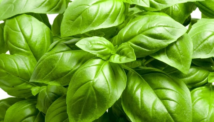 A close-up shot of basil plants viewed from above.