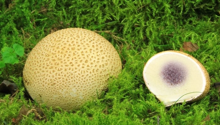 One intact common earthball mushroom sitting beside one that has been cut in half.