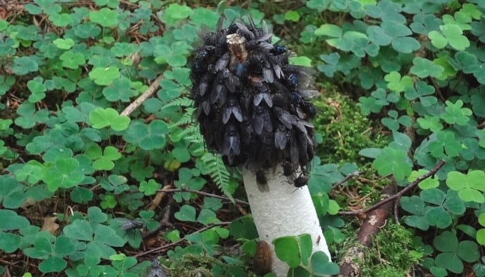 A common stinkhorn mushroom covered in flies and surrounded by clover.