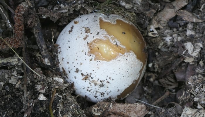 The "egg" stage of the common stinkhorn mushroom.