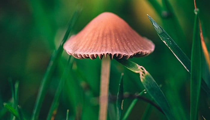 A Conocybe filaris mushroom in the grass.