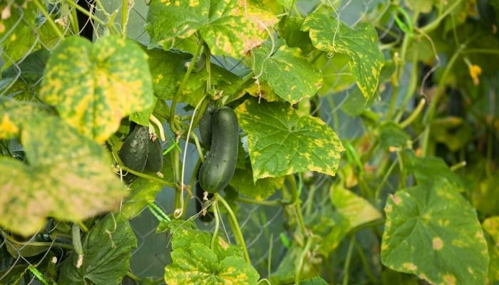 A cucumber plant with yellowing leaves growing on a chain-link fence.