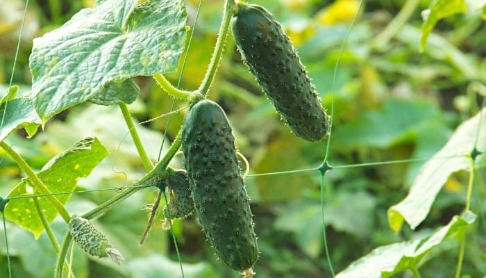 Several cucumbers at various stages of growth on a trellised plant.