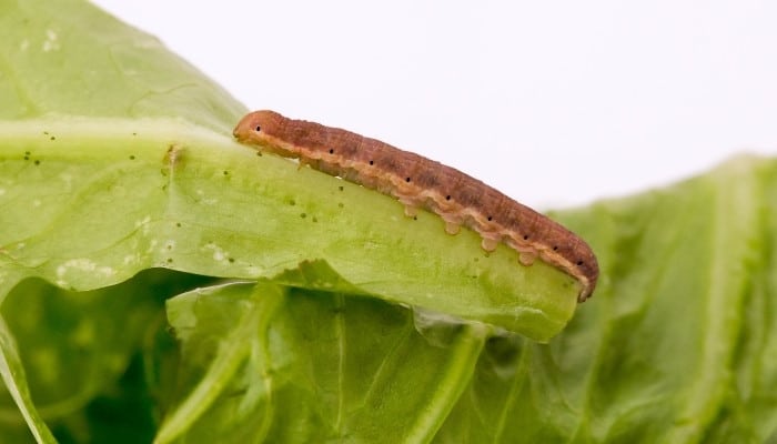 A close-up shot of a cutworm on a lettuce leaf.