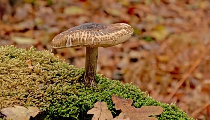 A deadly dapperling mushroom growing on a moss-covered log.