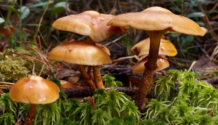 A group of deadly webcap mushrooms growing on the forest floor.