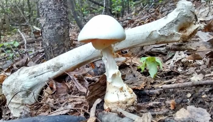 Amanita virosa, or the destroying angel mushroom, growing beside a large bone in the woods.