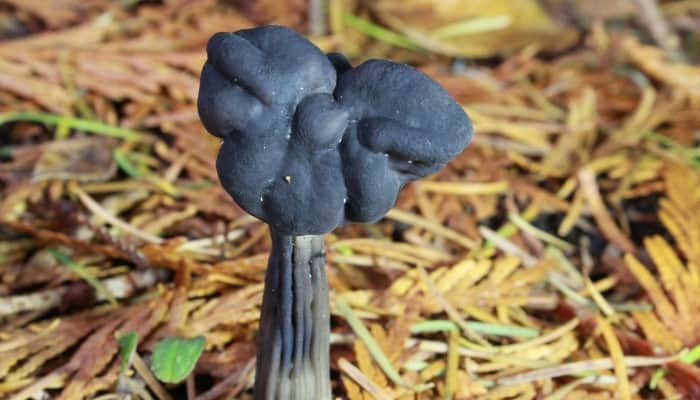 A black elfin saddle mushroom in the woods.