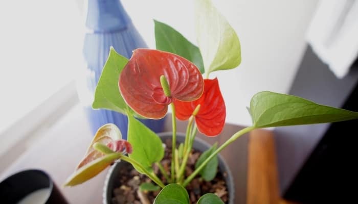 A flowering Anthurium plant in front of a bright window with a blue bottle in the background.