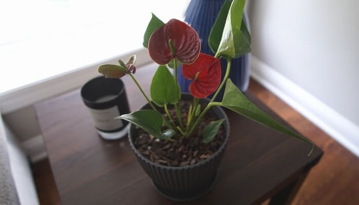 An Anthurium plant with several red flowers sitting on a brown side table.