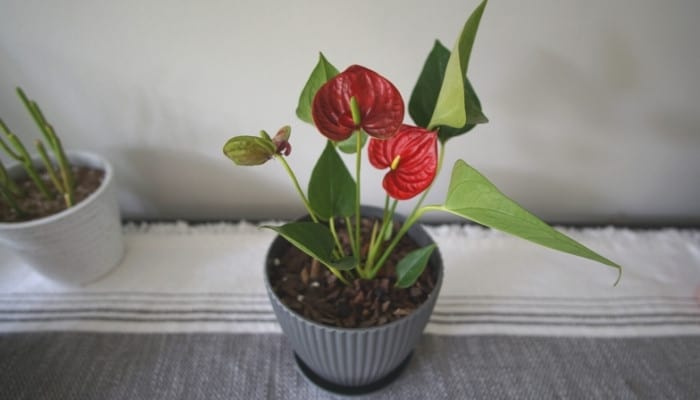 An anthurium plant in gray pot on a gray and white table runner.