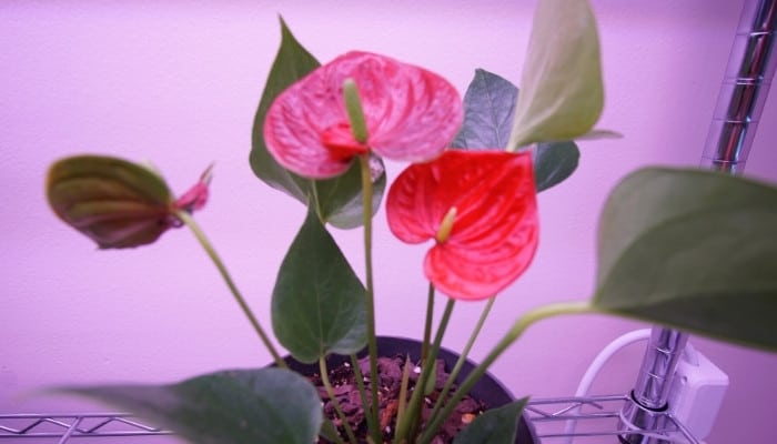 A flowering Anthurium plant on a rack under grow lights.