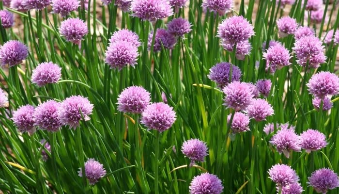 A large patch of flowering chives.