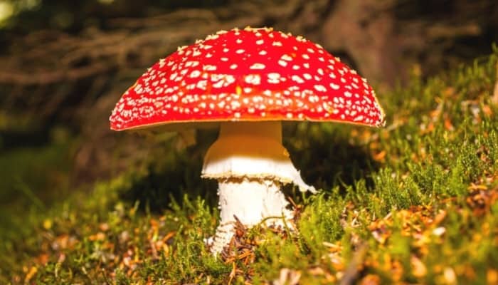 A fly agaric mushroom with a bright red cap with white spots growing on a mossy hill.