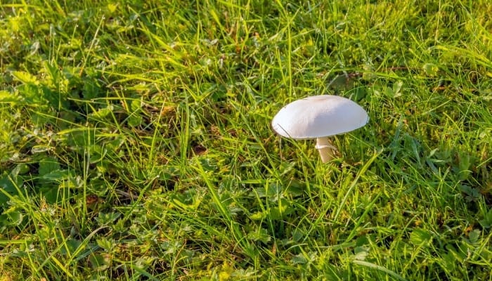 False champignon or fool's funnel mushroom growing in a lawn.