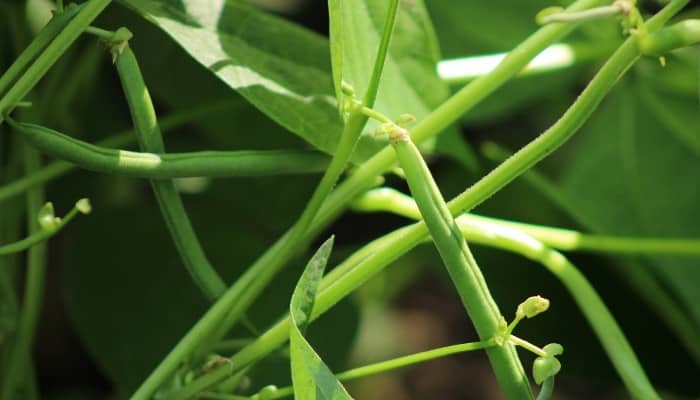 Fresh green string beans on the plant ready for harvesting.