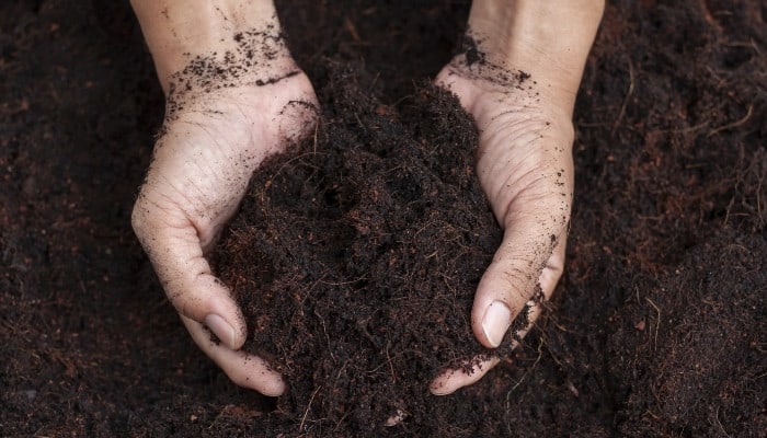 A gardener holding freshly mixed garden soil in his hands.