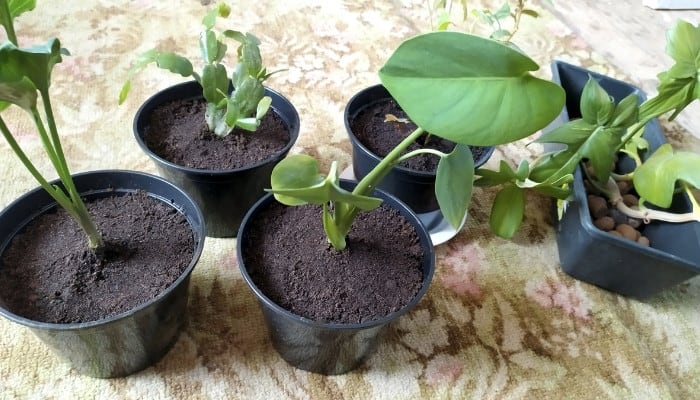 Four freshly transplanted cuttings with their old home of LECA balls on the side.