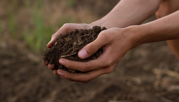 A gardener holding soil in his hands to examine for quality.