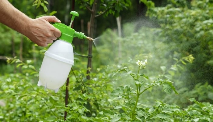 A gardener using a sprayer attachment to spray outdoor plants.