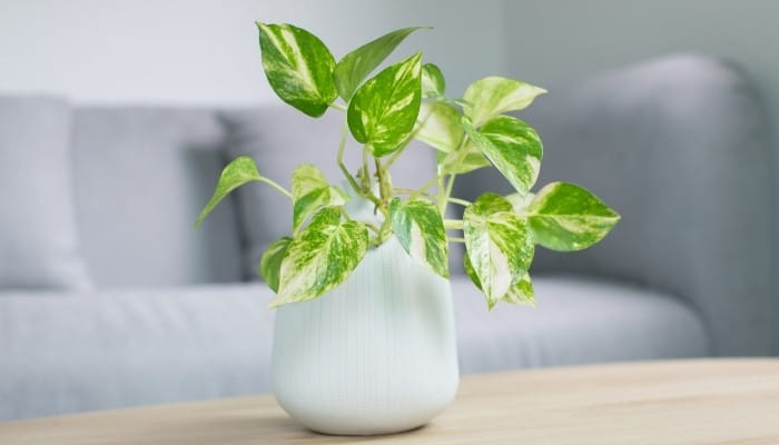 A golden pothos plant in a white pot sitting on a table in front of a gray couch.