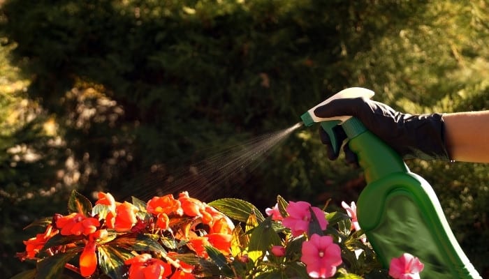 A green spray bottle being used to spray begonia and New Guinea impatiens.