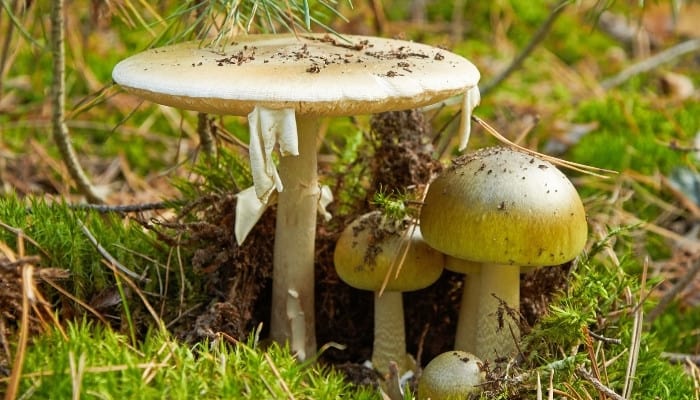 A grouping of deadly death cap mushrooms growing in the woods.