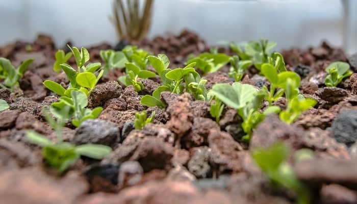 Grow Bed for Indoor Aquaponic System